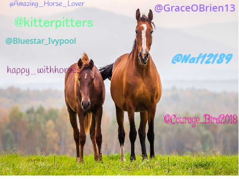 Sign Here If You Love horses remix! remix! remix!