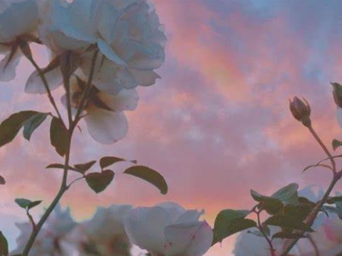 ✿