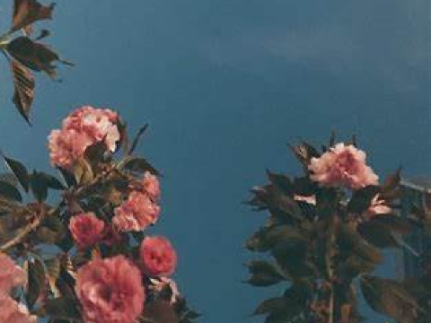 ❀