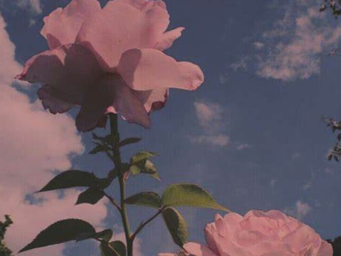 ✿