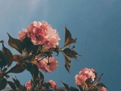 ❀