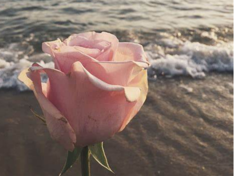 ✿
