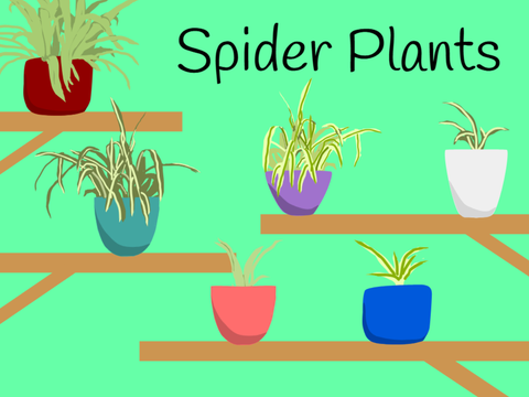 Spider Plants