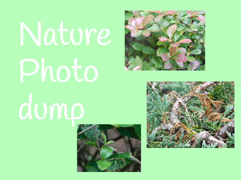Nature Photo dump