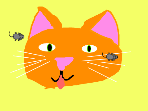 for cats