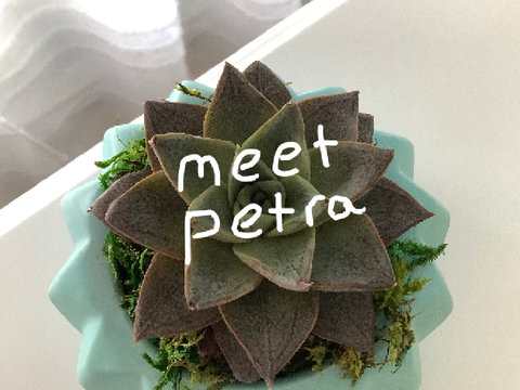 ❀ meet petra 