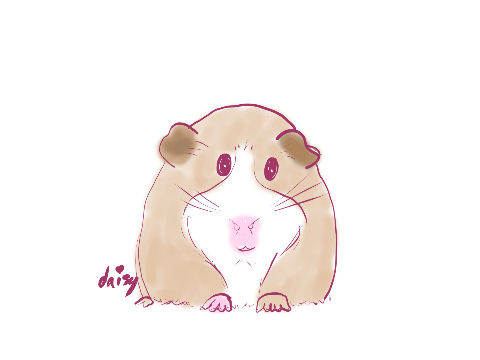For Guinea Pig Drawing Comp