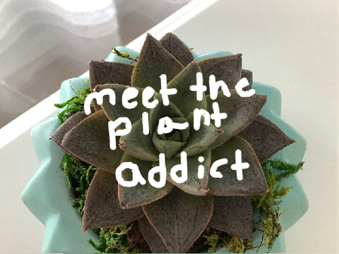 ❀ meet the plant addict 