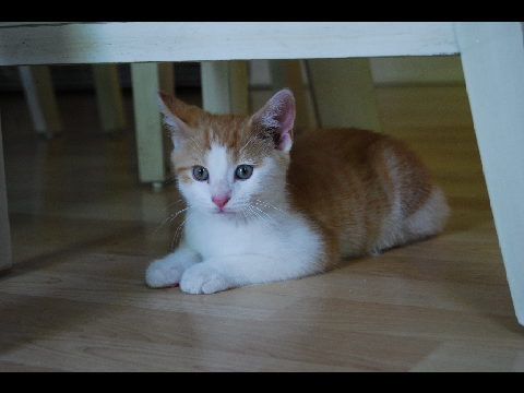 CAT GIF! remix