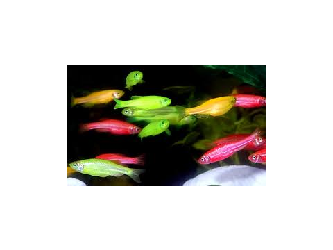swimming glow sticks
