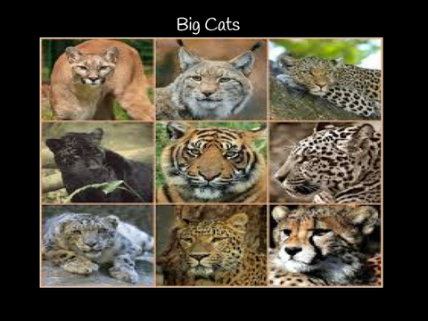 big cats