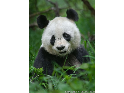 pandas