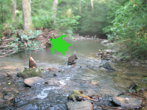 Have you ever seen a fast turtle?