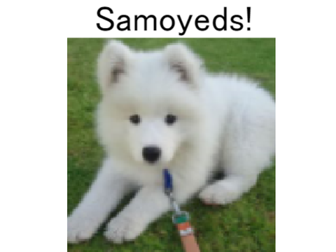 My puppy classroom! Episode 2: Samoyeds!! 
