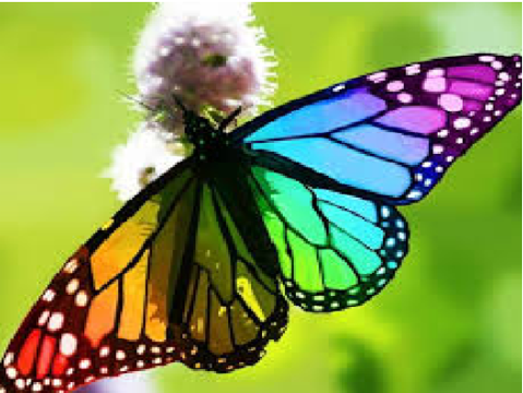 Photo dump||Butterflies