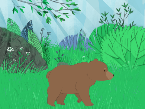 The Bear's Adventure