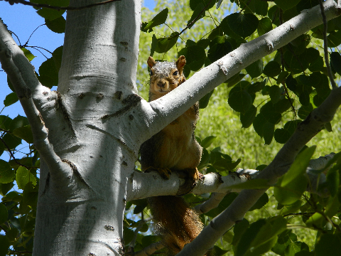 Le squirrel