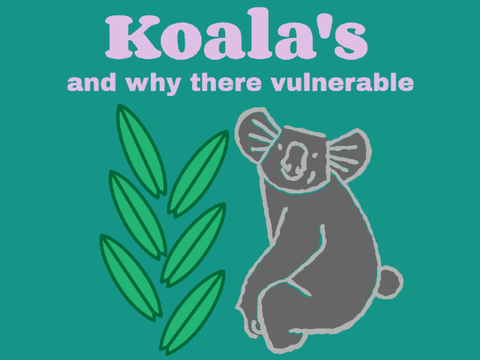 Koala's