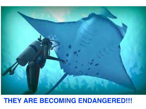 SAVE THE MANTA RAYS (REMIX TO SAVE  THEM) remix