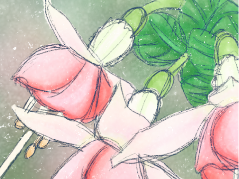 fuchsia