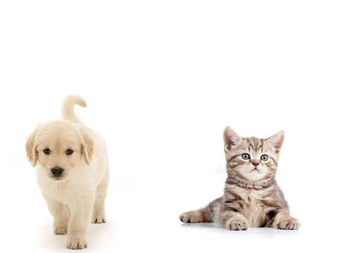 Dogs VS Cats - Vote Now!