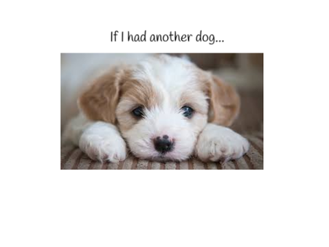 If I had a other dog....