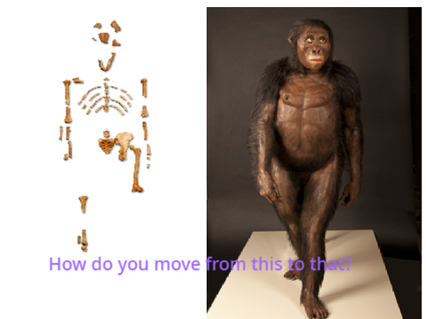 Lucy's Reconstruction