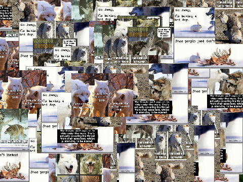 cursed wolf memes(p1)