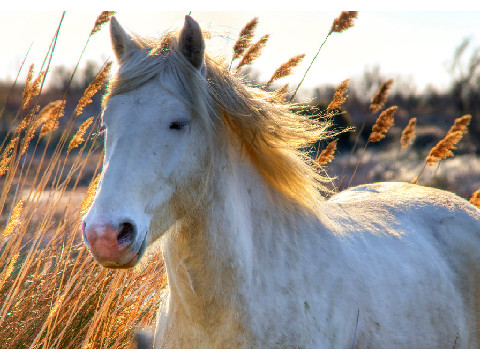 #Horses4Lexi
