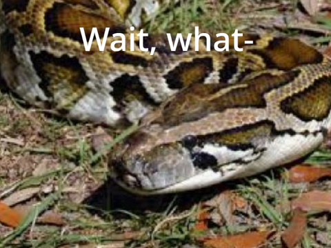 Wait, what-