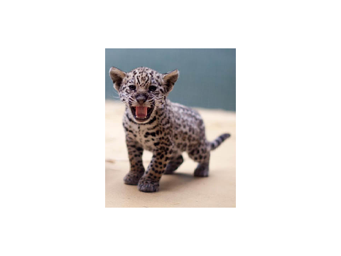  Leopard blockshade!