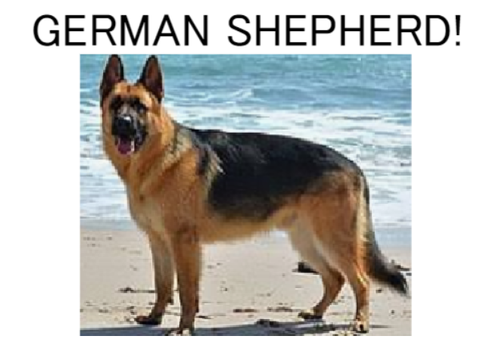 My puppy classroom! Episode 3: German Shepherd!! 