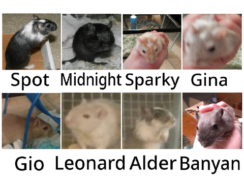 All My Gerbils To Date!