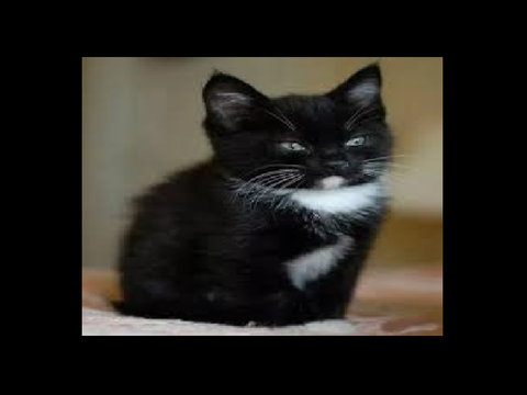 Comar the kitten