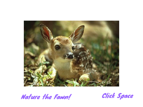My Fawn Nature