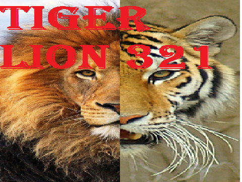 For Tigerlion362