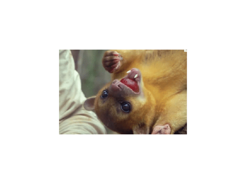 ꧁☾Le Kinkajou☽꧂