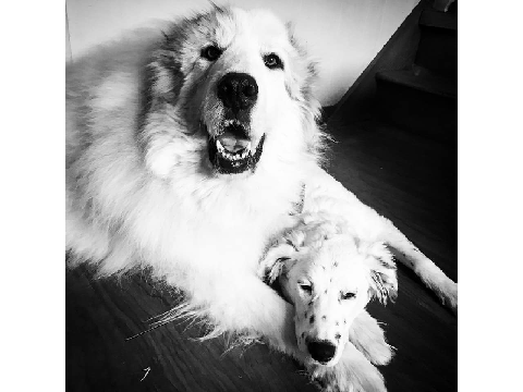 My doggos  