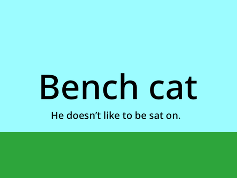 Bench cat