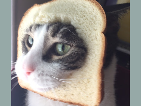 I Breaded My Cat