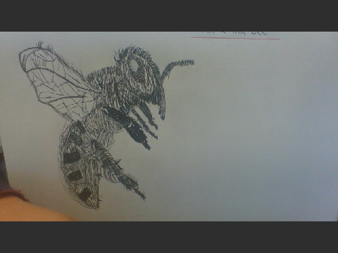 Bee Sketch in art lesson