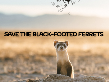 Save the Black-Footed Ferret