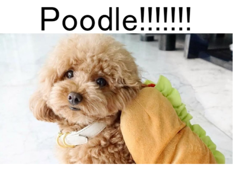 My puppy classroom! Episode 4: Miniture Poodle!!!  