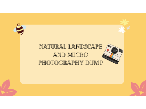 ➽Natural Landscape and Micro Photography Dump