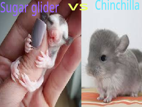 sugar glider vs chinchilla