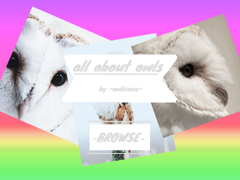 all about owls book