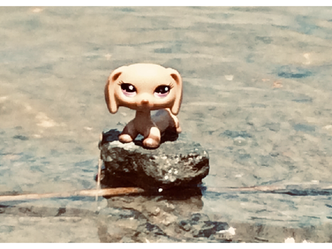  Some of my LPS photography 