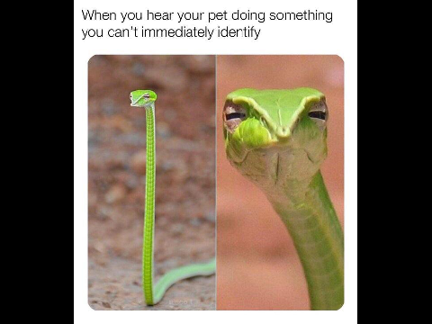 Snek memes