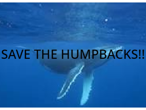 Save The Humpbacks!