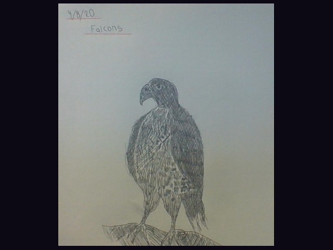 Falcon Sketch in art lesson